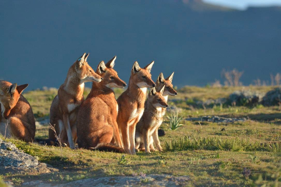Bale Mountains National Park afroalpine moorland and Sanetti Plateau, Oromia Ethiopia
