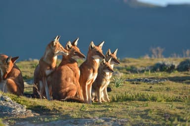 Bale Mountains Wildlife Safari