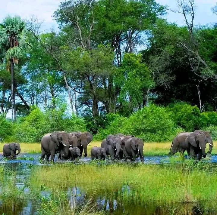 Chebera Churchura National Park pristine rainforest with elephant herd, Southwest Ethiopia