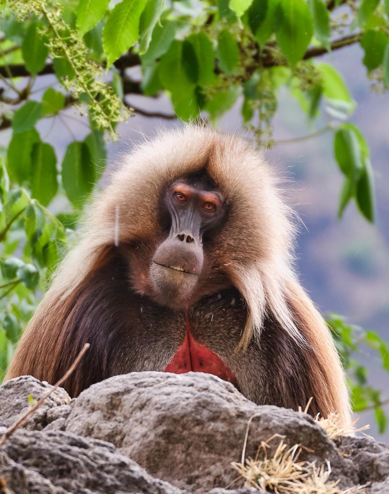 Gelada Monkey Trek in Simien Mountains