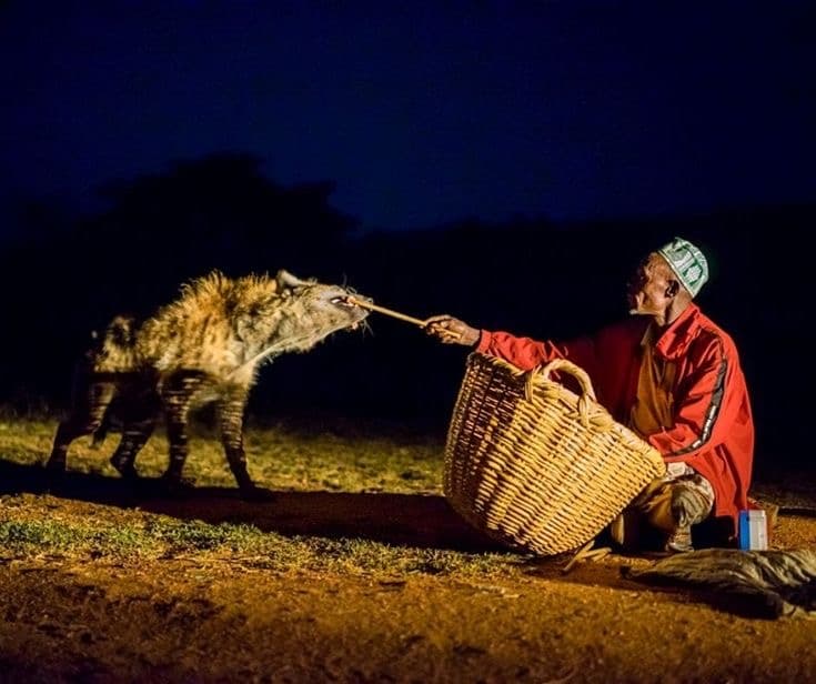 Harar Hyena Feeding in Harar