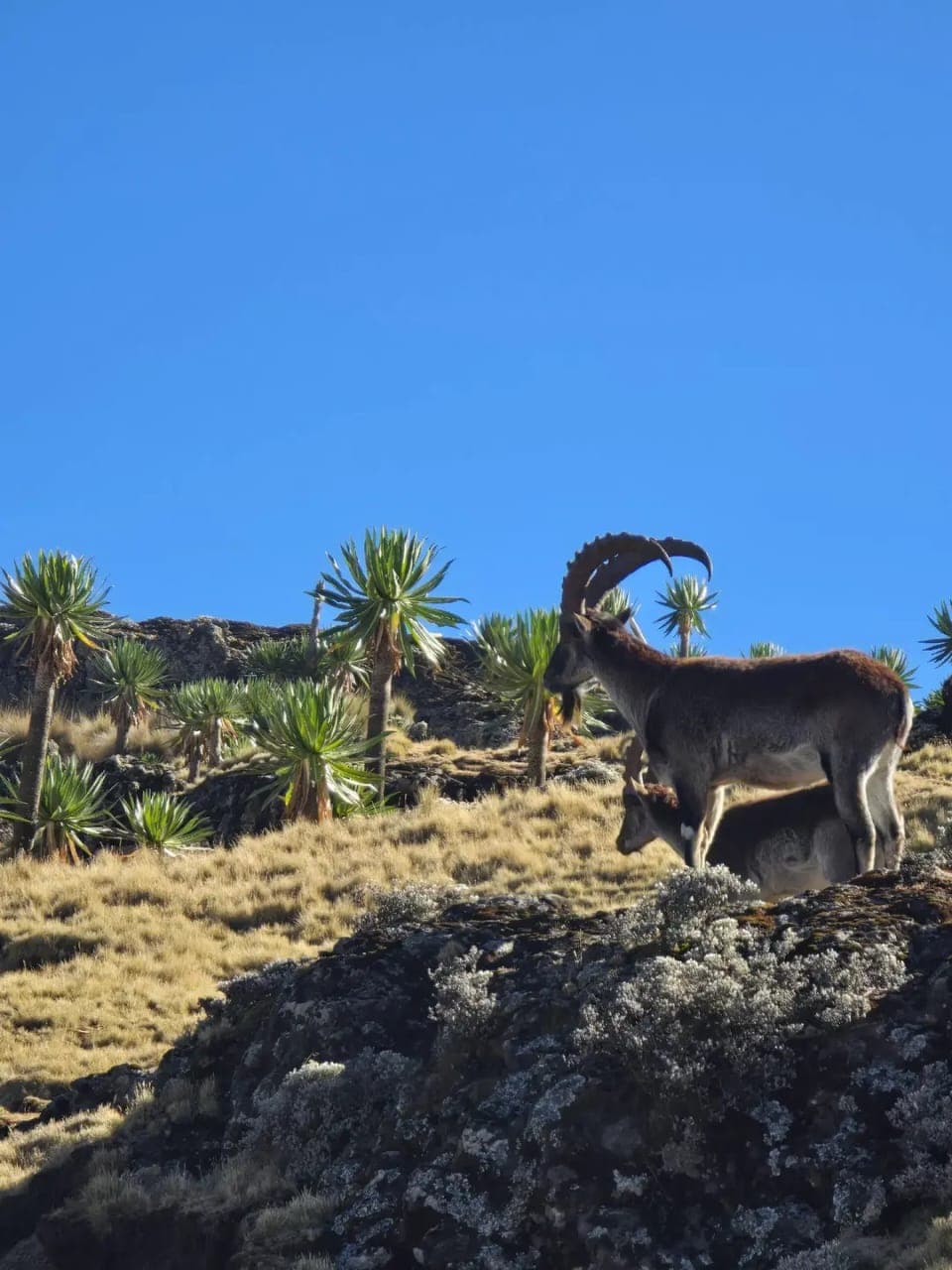 Walia ibex standing on rocky cliff edge in Simien Mountains National Park, Ethiopia — endemic endangered species
