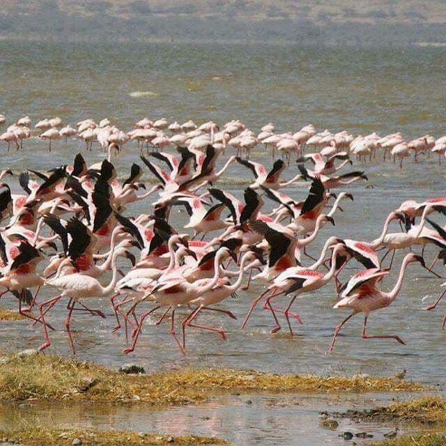 Birdwatching in Ethiopia: A Birder's Paradise